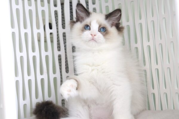 Ralph Ragdoll
