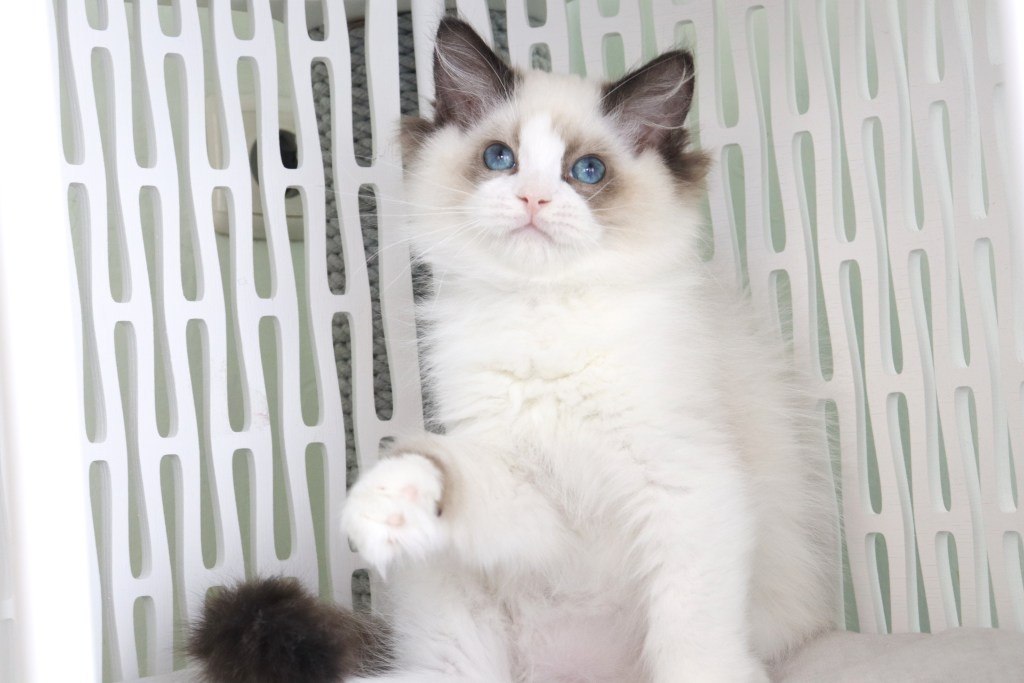 Ralph Ragdoll