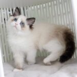 Ralph-male-ragdoll-cat-puppy-for-sale-1 (4)