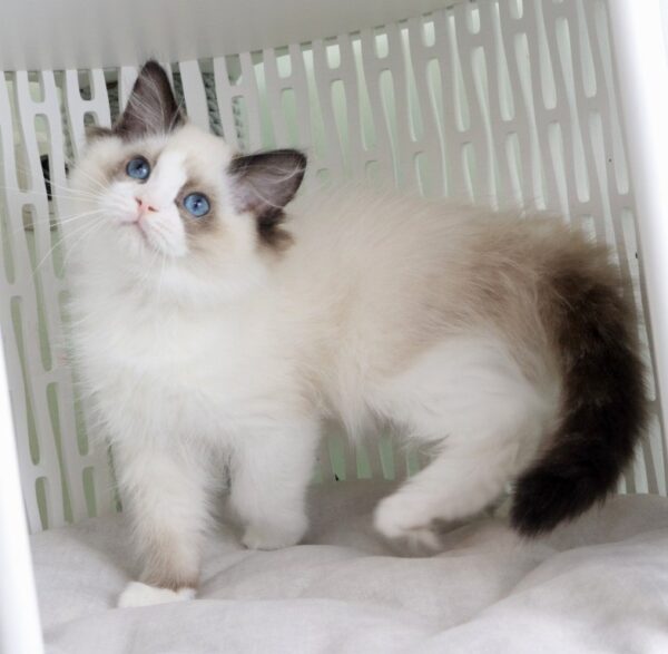 Ralph Ragdoll