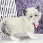Selena-female-ragdoll-cat-puppy-for-sale-1 (1)
