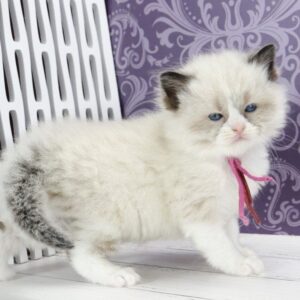 Selena Ragdoll