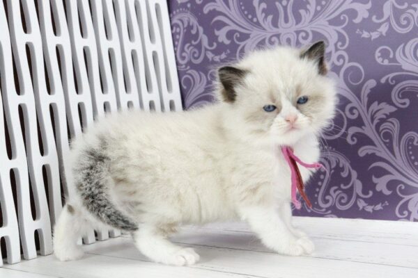 Selena Ragdoll