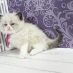 Selena-female-ragdoll-cat-puppy-for-sale-1 (2)
