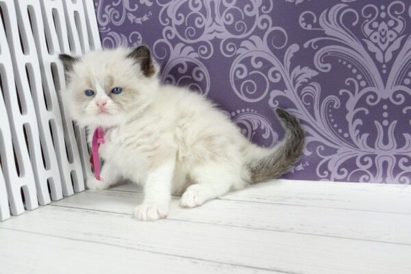 Selena Ragdoll