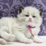 Selena-female-ragdoll-cat-puppy-for-sale-1 (3)