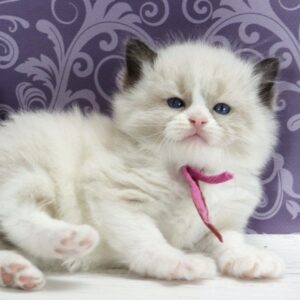 Selena Ragdoll