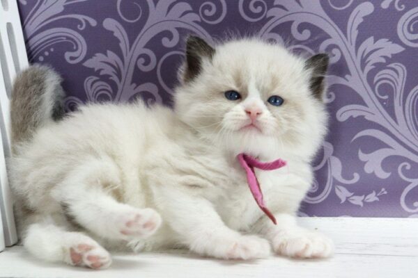 Selena Ragdoll