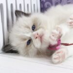 Selena-female-ragdoll-cat-puppy-for-sale-1 (4)