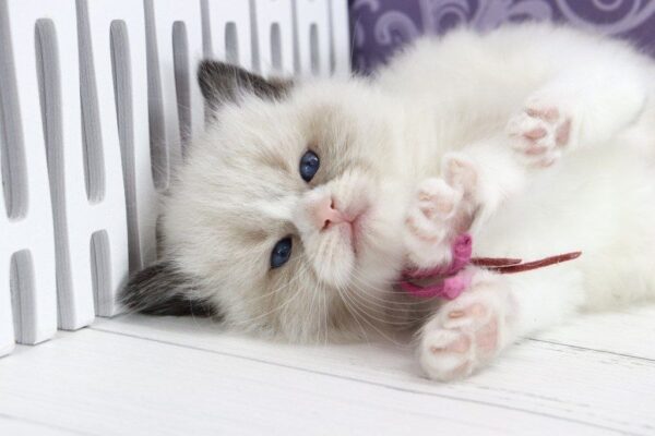 Selena Ragdoll