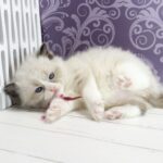 Selena-female-ragdoll-cat-puppy-for-sale-1 (5)