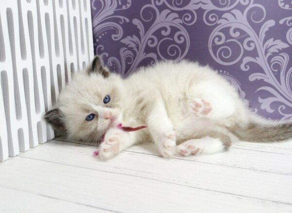 Selena Ragdoll