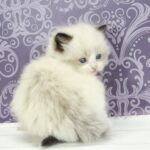 Snickers-male-ragdoll-cat-puppy-for-sale-1 (1)