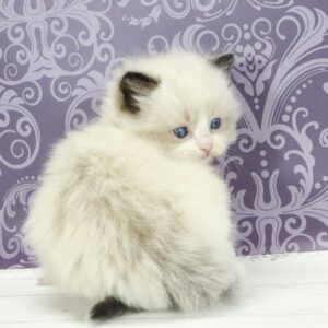 Snickers Ragdoll