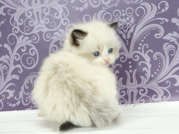 Snickers Ragdoll