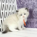 Snickers-male-ragdoll-cat-puppy-for-sale-1 (2)