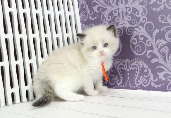 Snickers Ragdoll