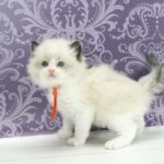 Snickers-male-ragdoll-cat-puppy-for-sale-1 (3)