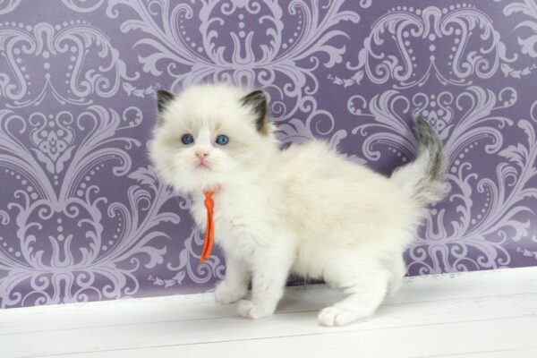 Snickers Ragdoll