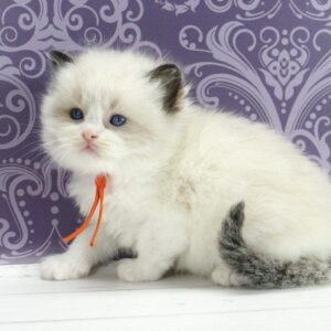 Snickers Ragdoll