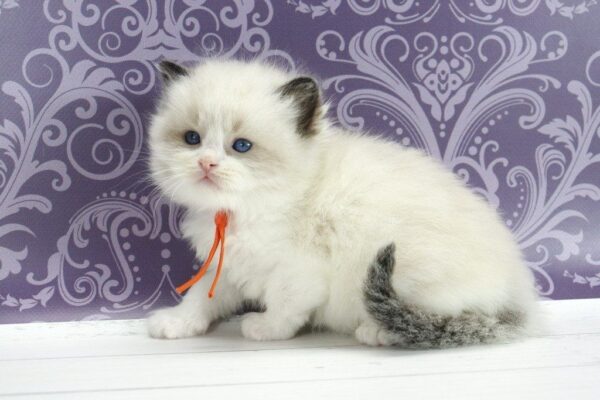 Snickers Ragdoll