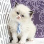 Sonic-male-ragdoll-cat-puppy-for-sale-1 (1)