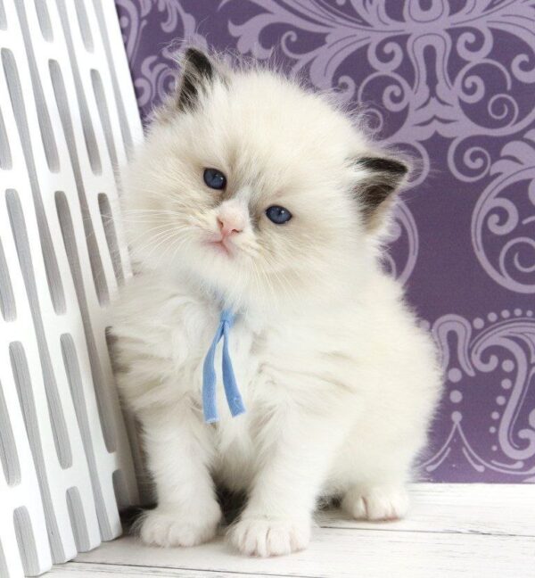 Sonic Ragdoll