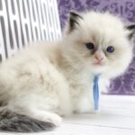 Sonic-male-ragdoll-cat-puppy-for-sale-1 (2)