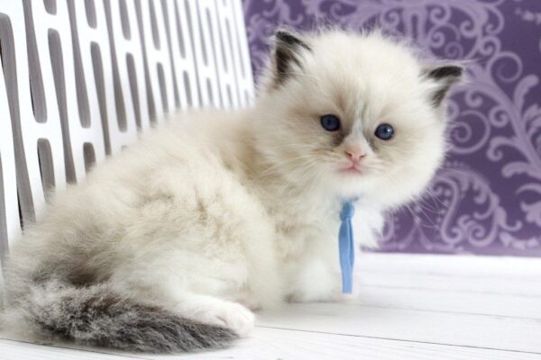 Sonic Ragdoll