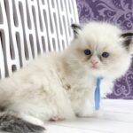 Sonic-male-ragdoll-cat-puppy-for-sale-1 (4)