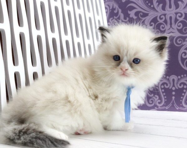 Sonic Ragdoll