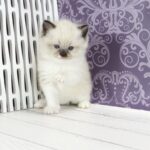 Sufle-female-ragdoll-cat-puppy-for-sale-1 (1)