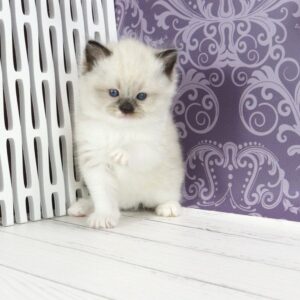Sufle Ragdoll