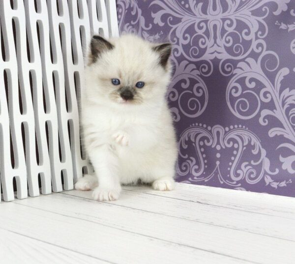 Sufle Ragdoll
