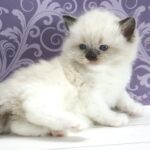 Sufle-female-ragdoll-cat-puppy-for-sale-1 (2)