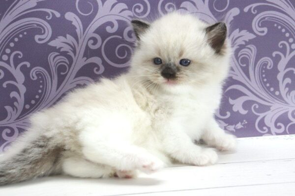 Sufle Ragdoll