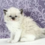 Kvest Ragdoll