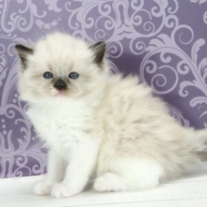 Sufle Ragdoll