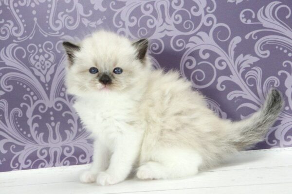 Sufle Ragdoll