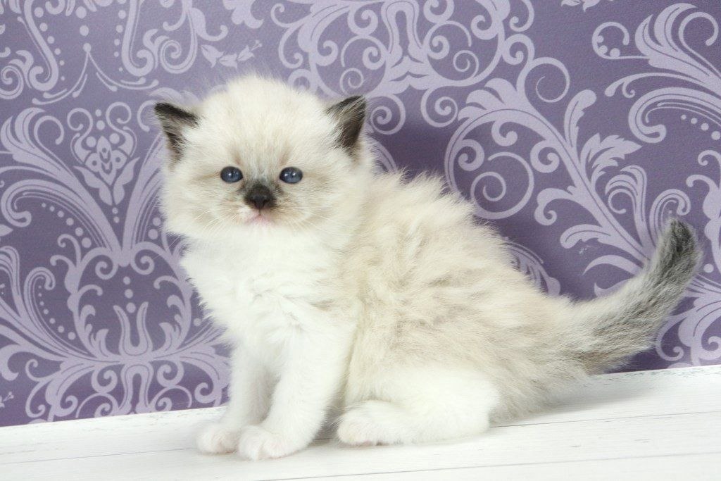 Sufle Ragdoll