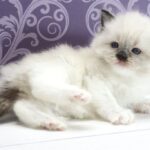 Sufle-female-ragdoll-cat-puppy-for-sale-1 (4)