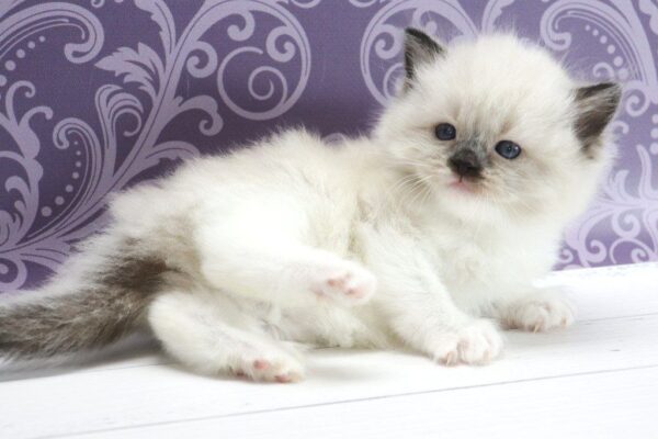 Sufle Ragdoll