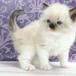Sufle-female-ragdoll-cat-puppy-for-sale-1 (5)