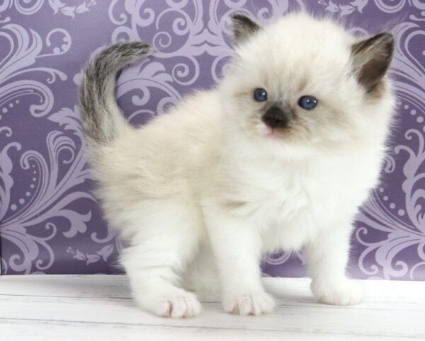 Sufle Ragdoll