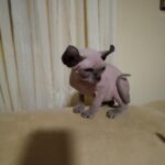 Urman-male-elf-cat-puppy-for-sale-1 (1)