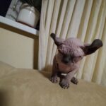 Urman-male-elf-cat-puppy-for-sale-1 (2)