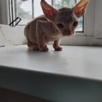 Utan-male-elf-cat-puppy-for-sale-1 (2)