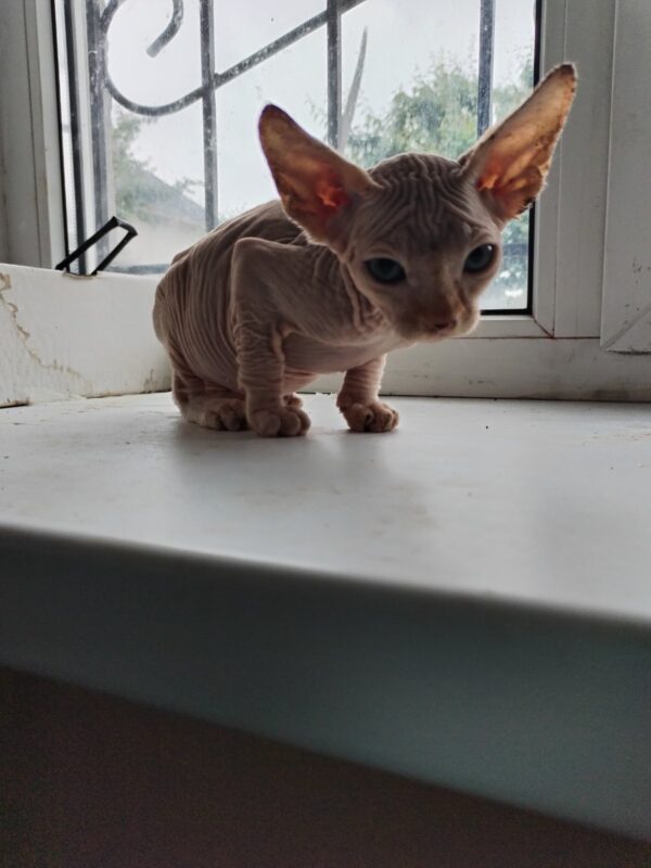 Utan Elf