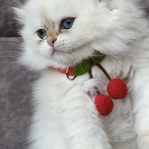 Zefir Ragdoll Zefir Ragdoll