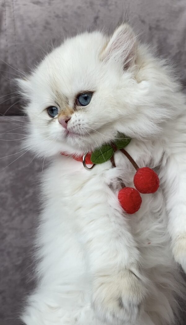 Zefir Ragdoll Zefir Ragdoll